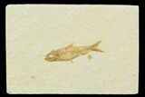 1.4" Fossil Fish (Knightia) - Green River Formation - #130316-1